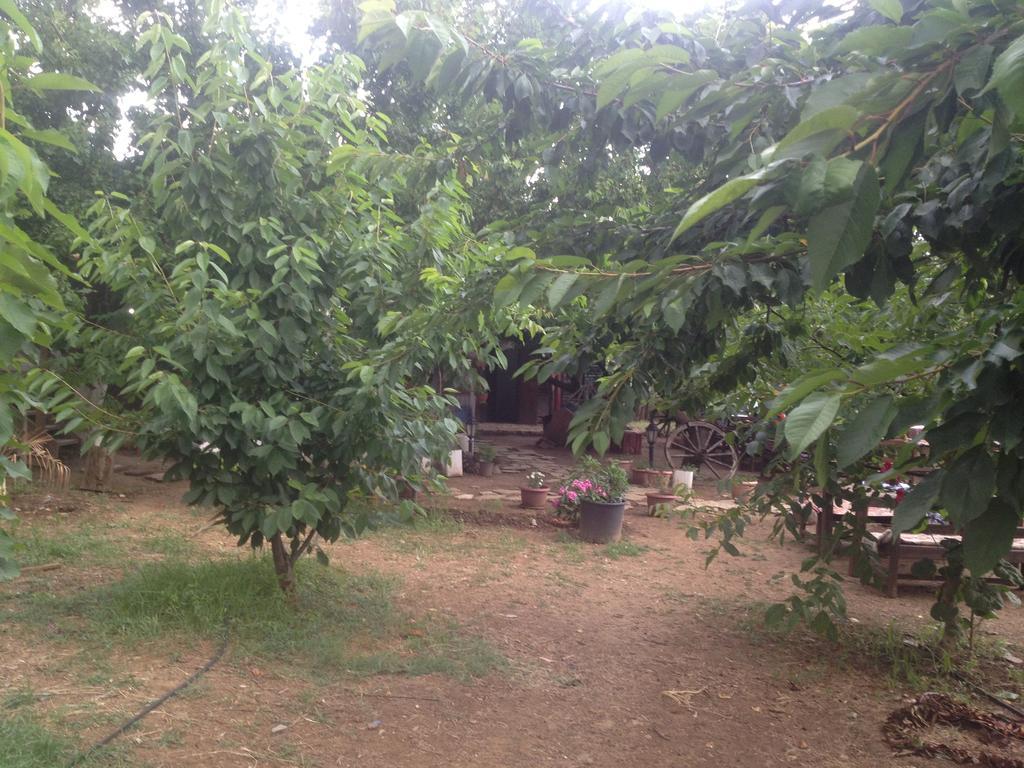 Gasthaus Salkim Konak Ve Agac Evler Selçuk Zimmer foto
